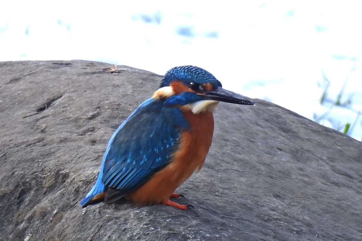 Eisvogel