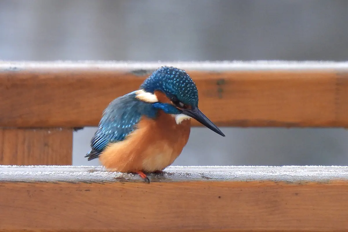 Eisvogel
