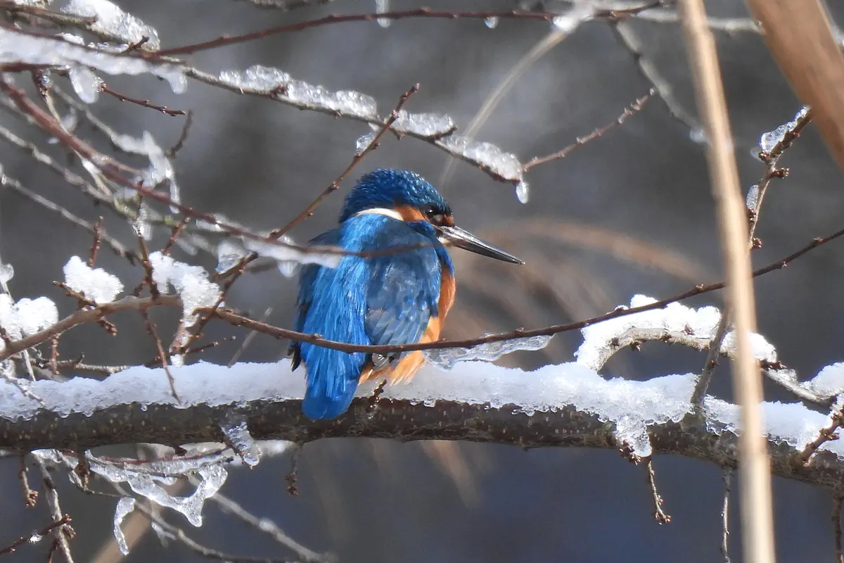 Eisvogel