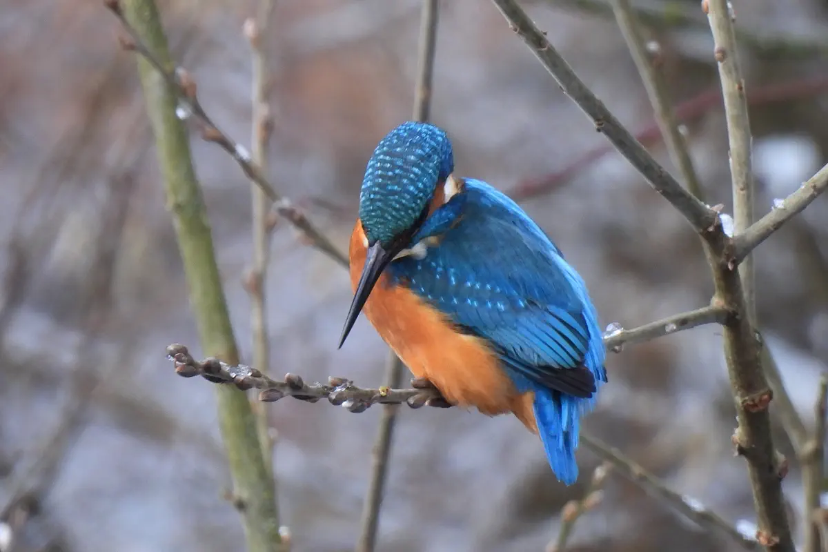 Eisvogel