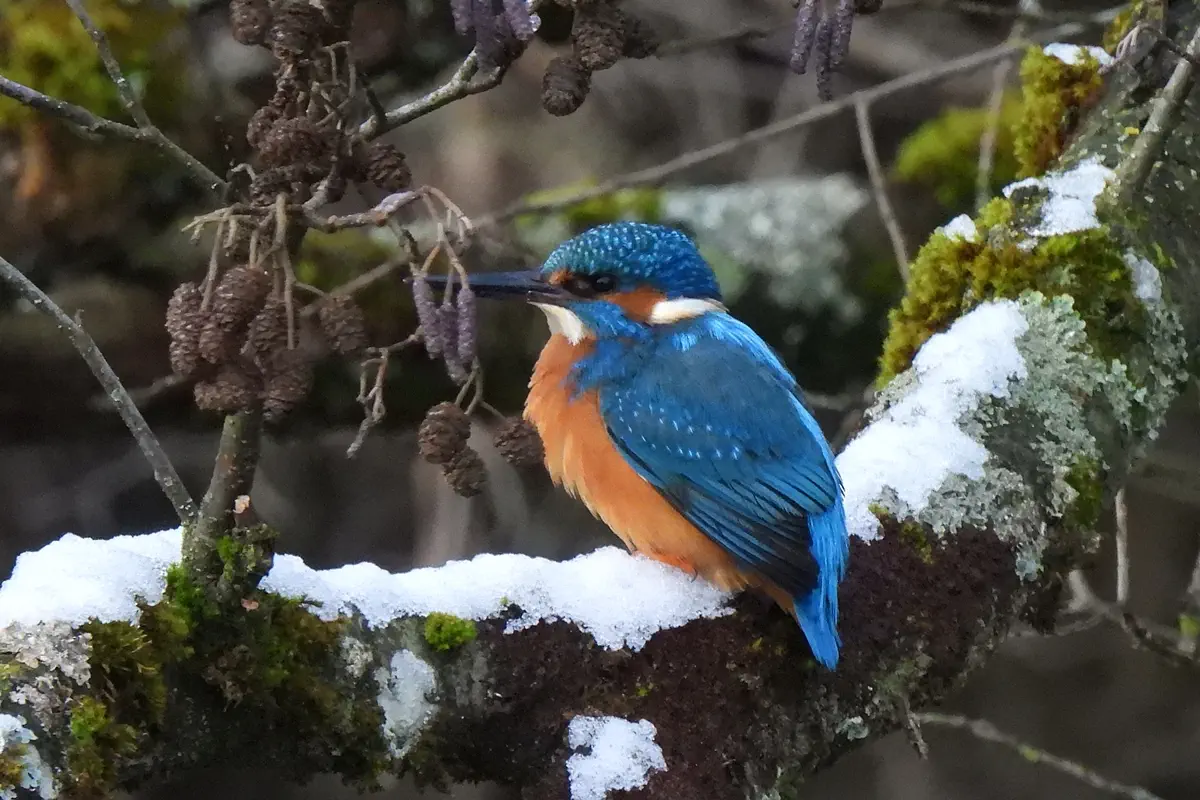 Eisvogel