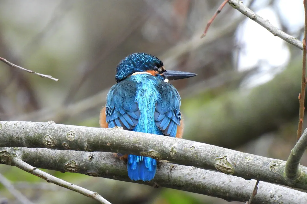 Eisvogel