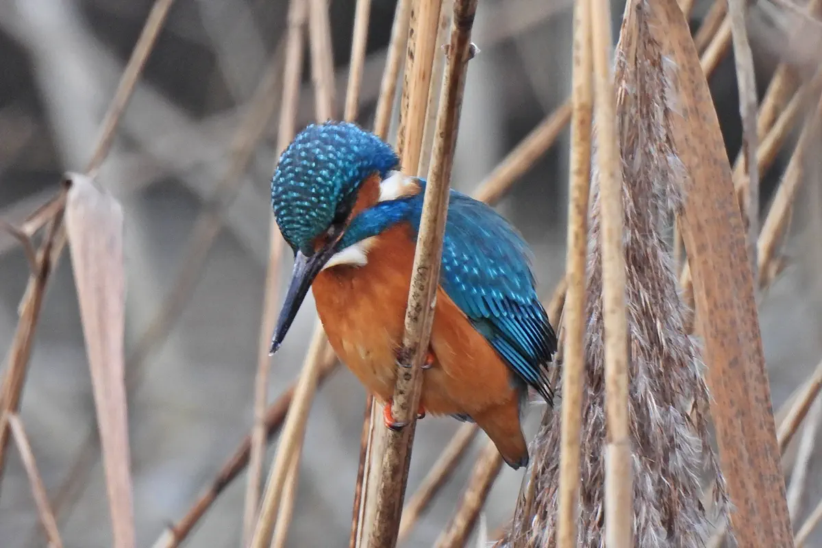 Eisvogel