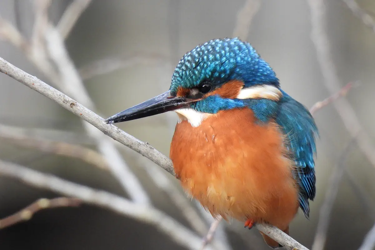 Eisvogel