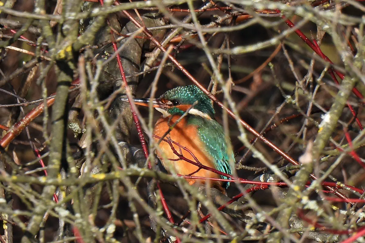 Eisvogel