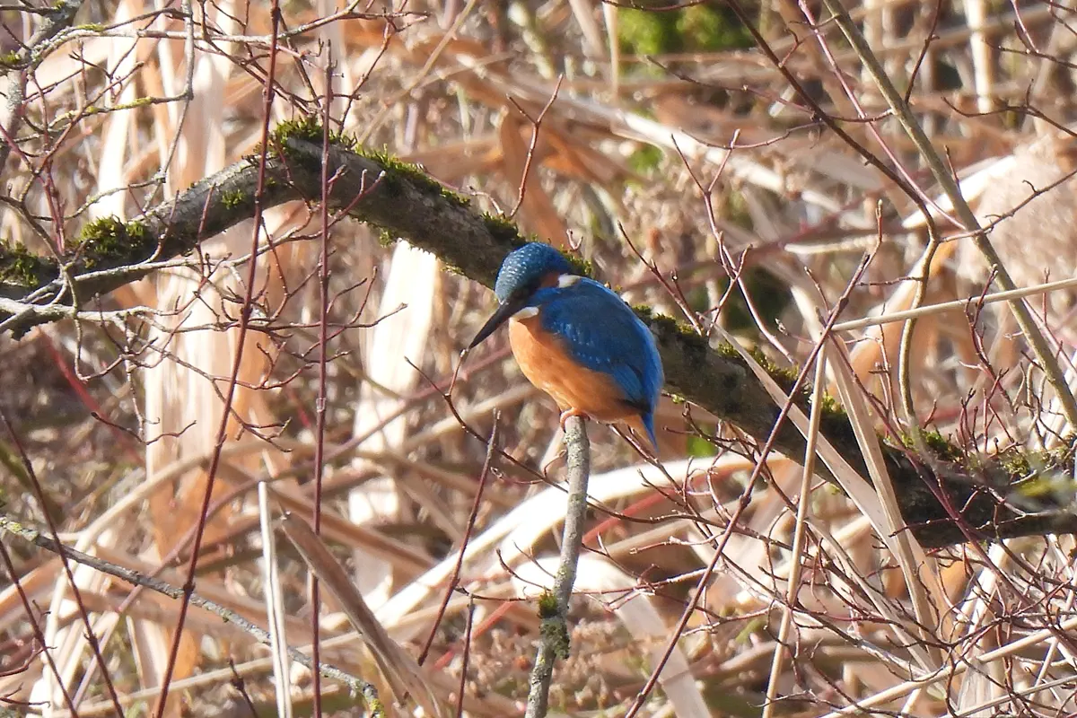 Eisvogel