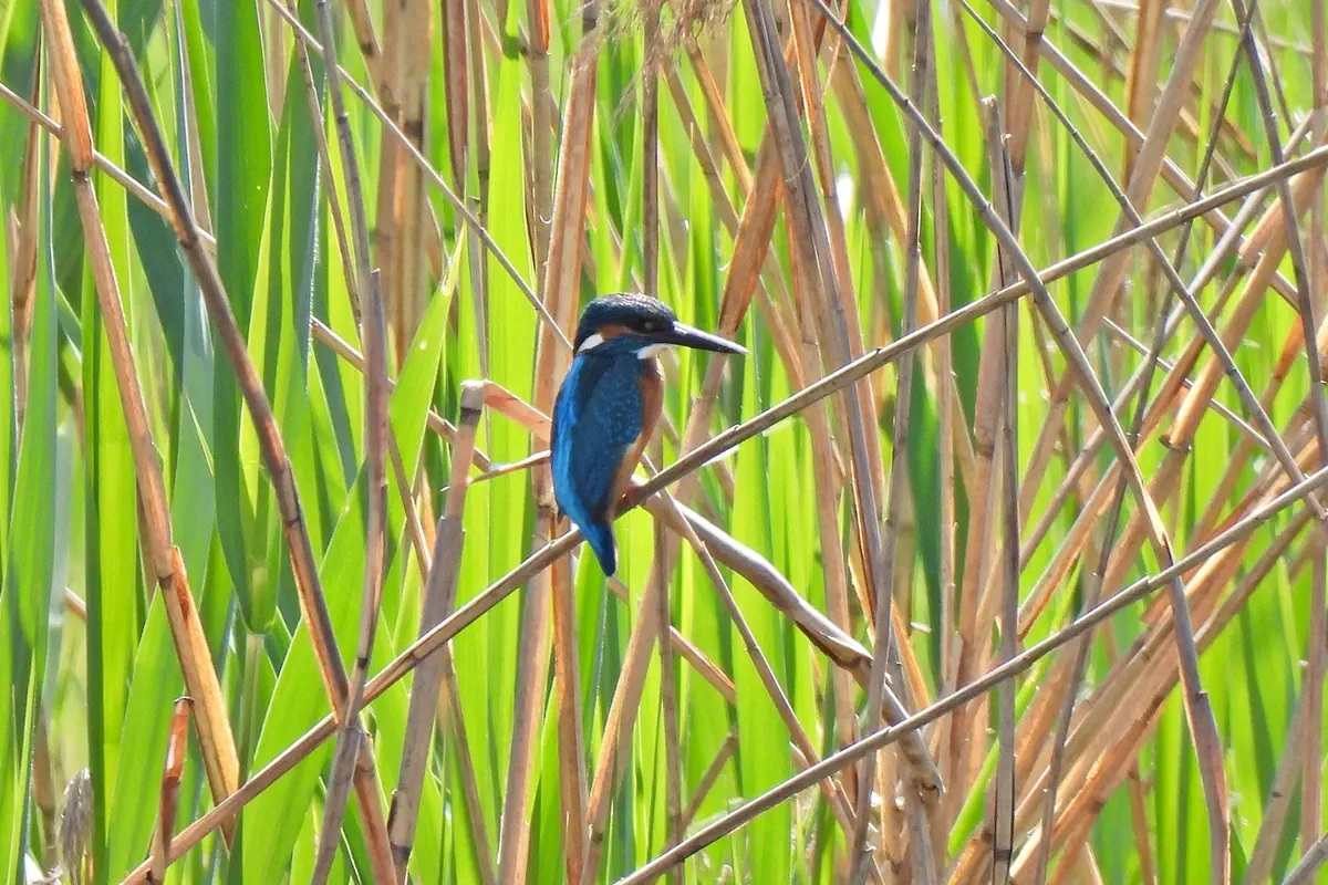 Eisvogel