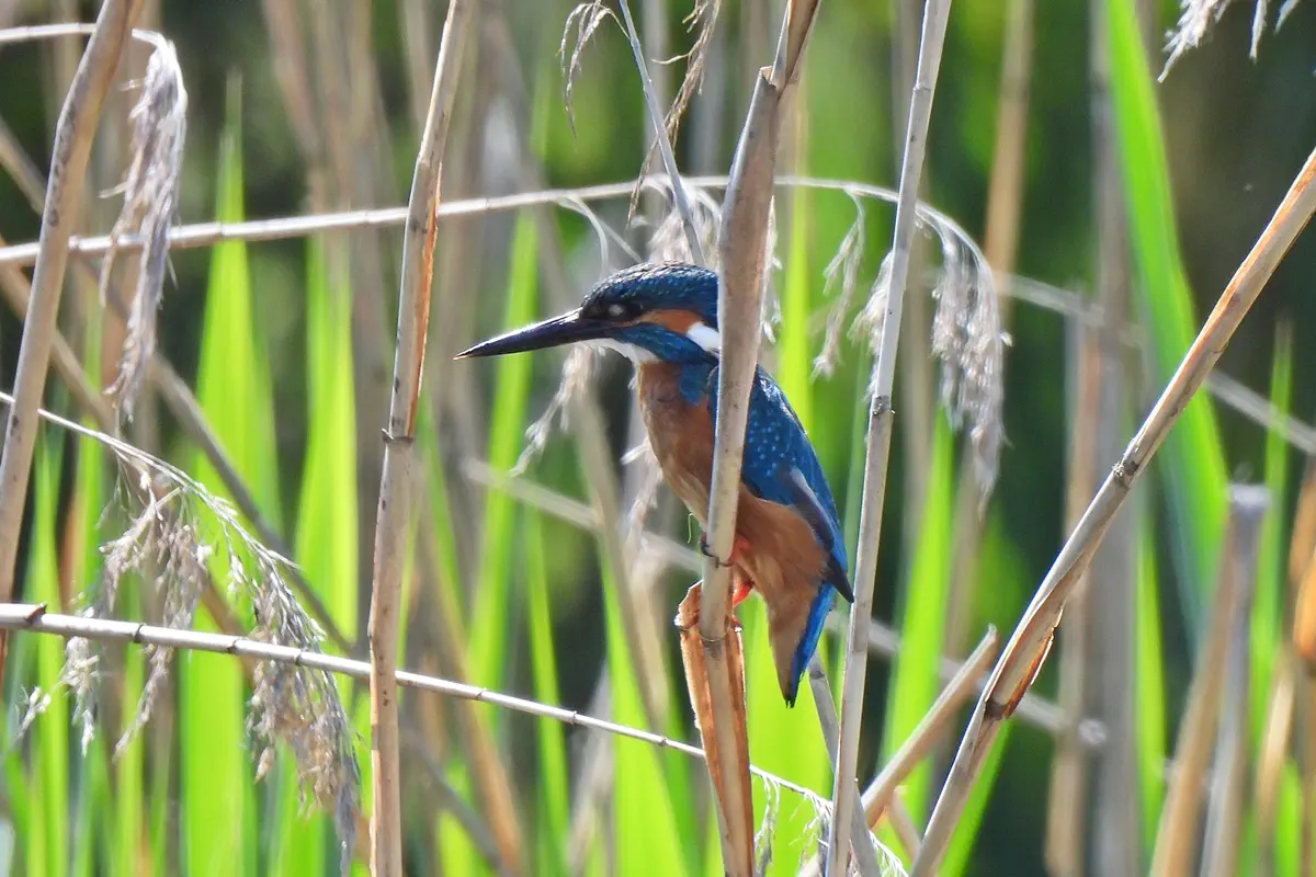 Eisvogel