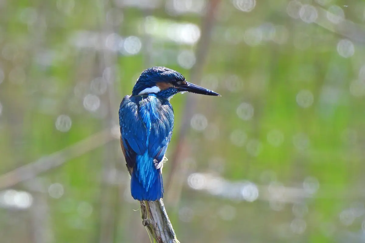 Eisvogel