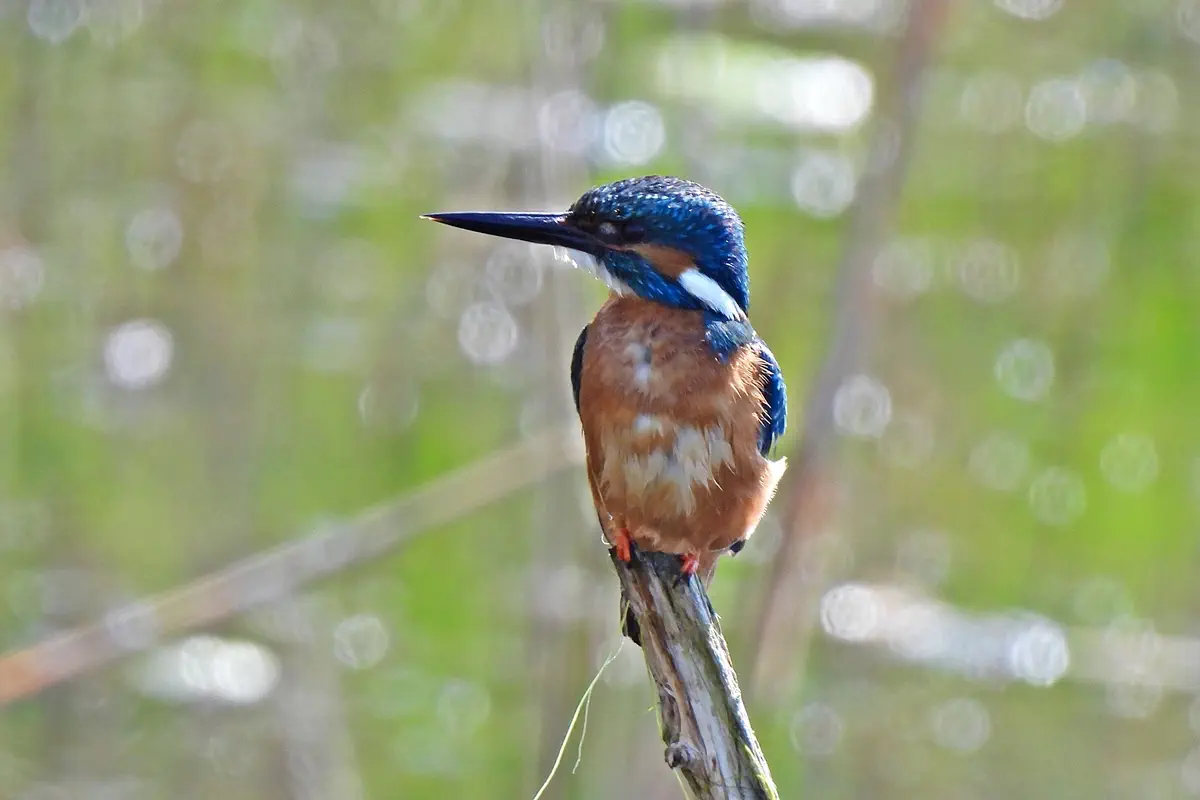 Eisvogel