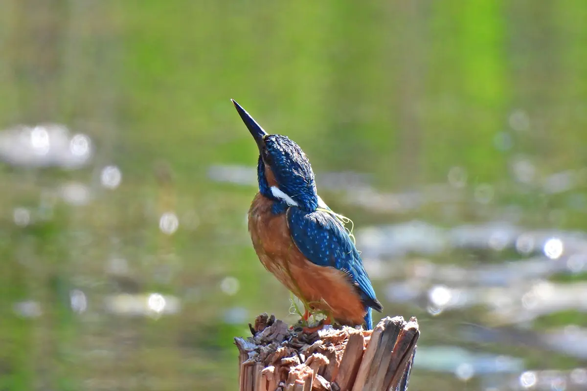 Eisvogel