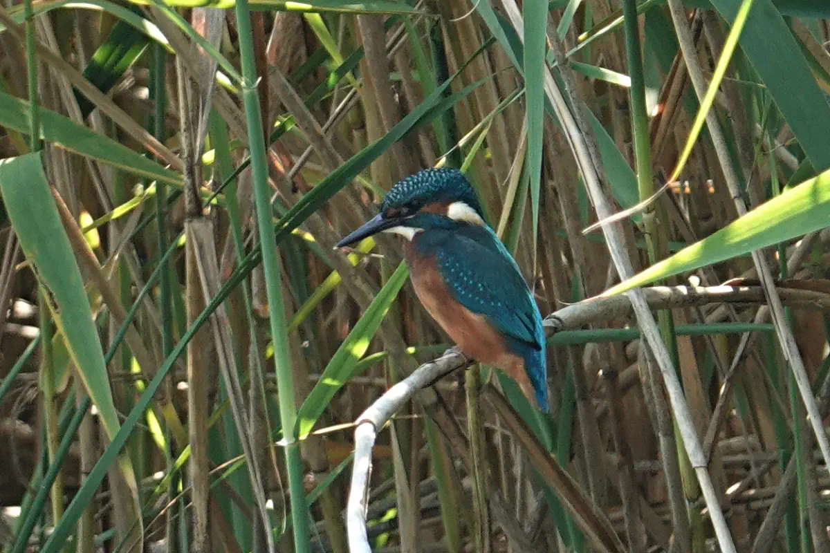Eisvogel