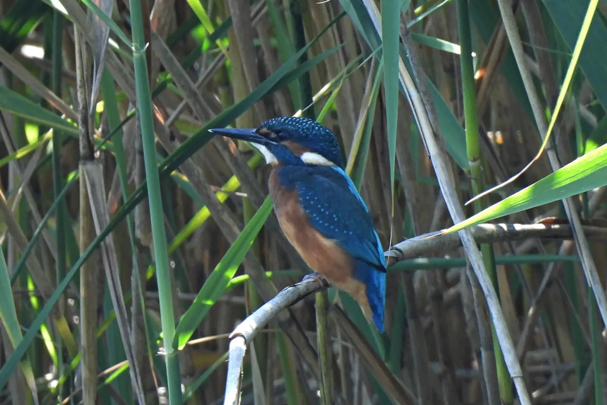 Eisvogel