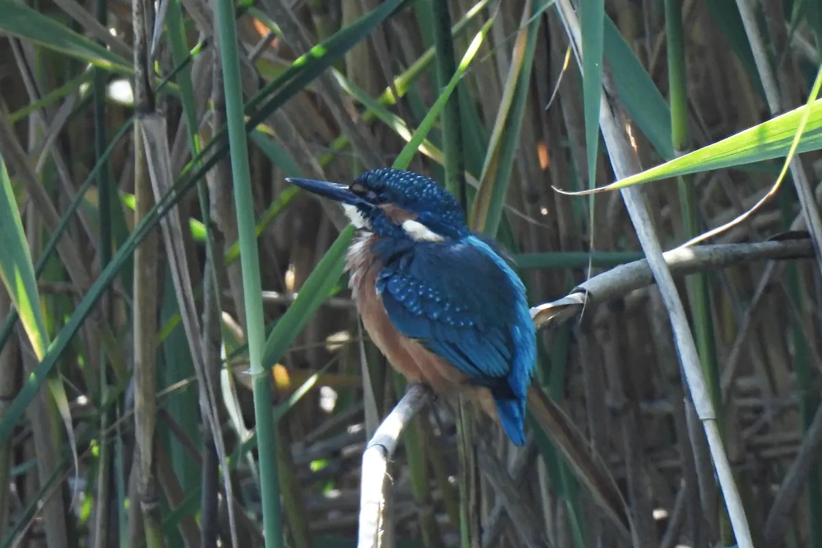 Eisvogel