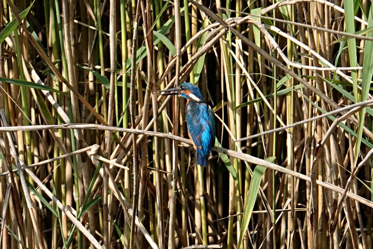 Eisvogel