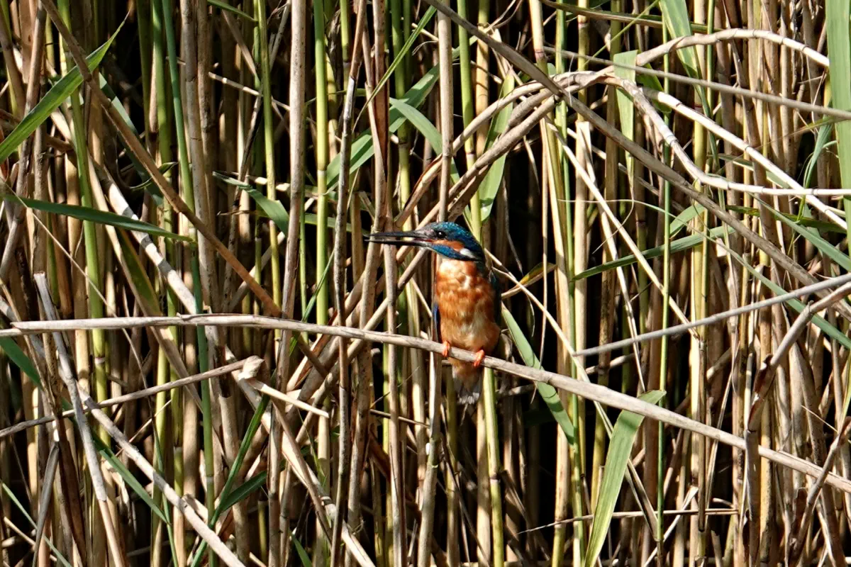 Eisvogel