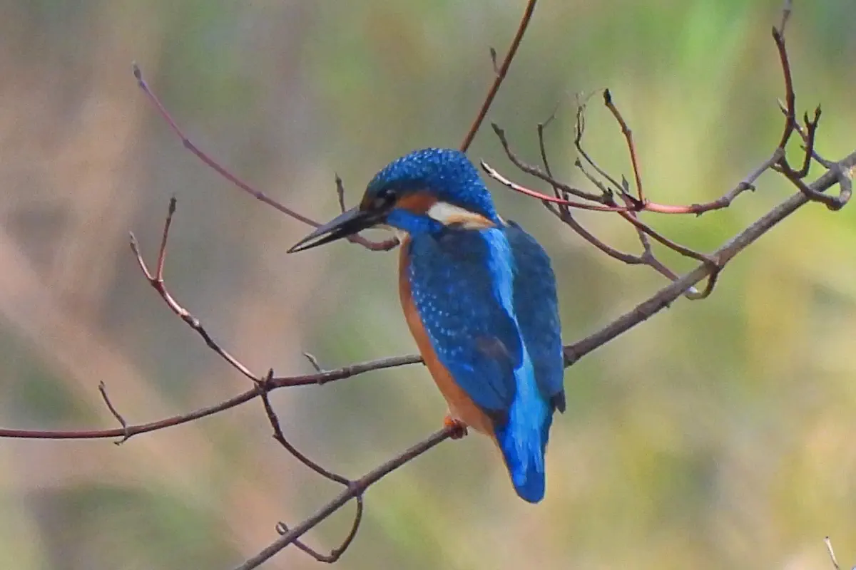Eisvogel