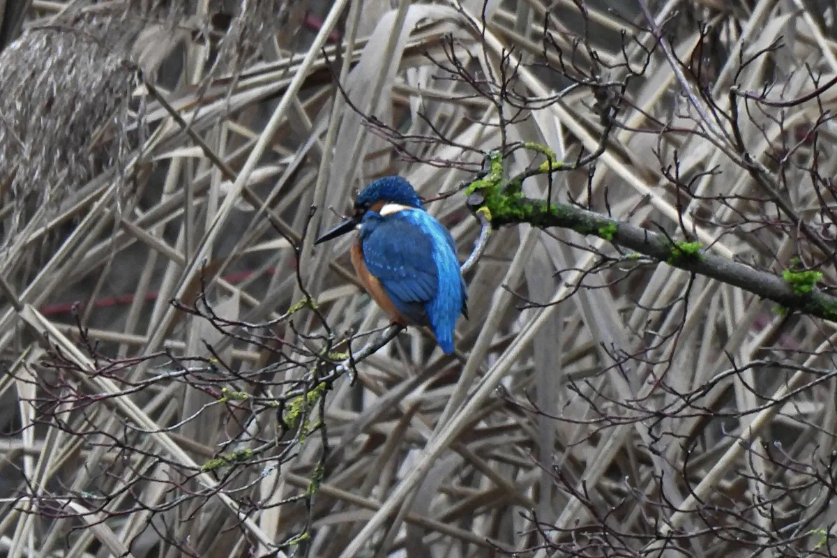 Eisvogel