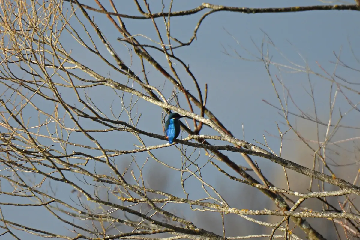 Eisvogel