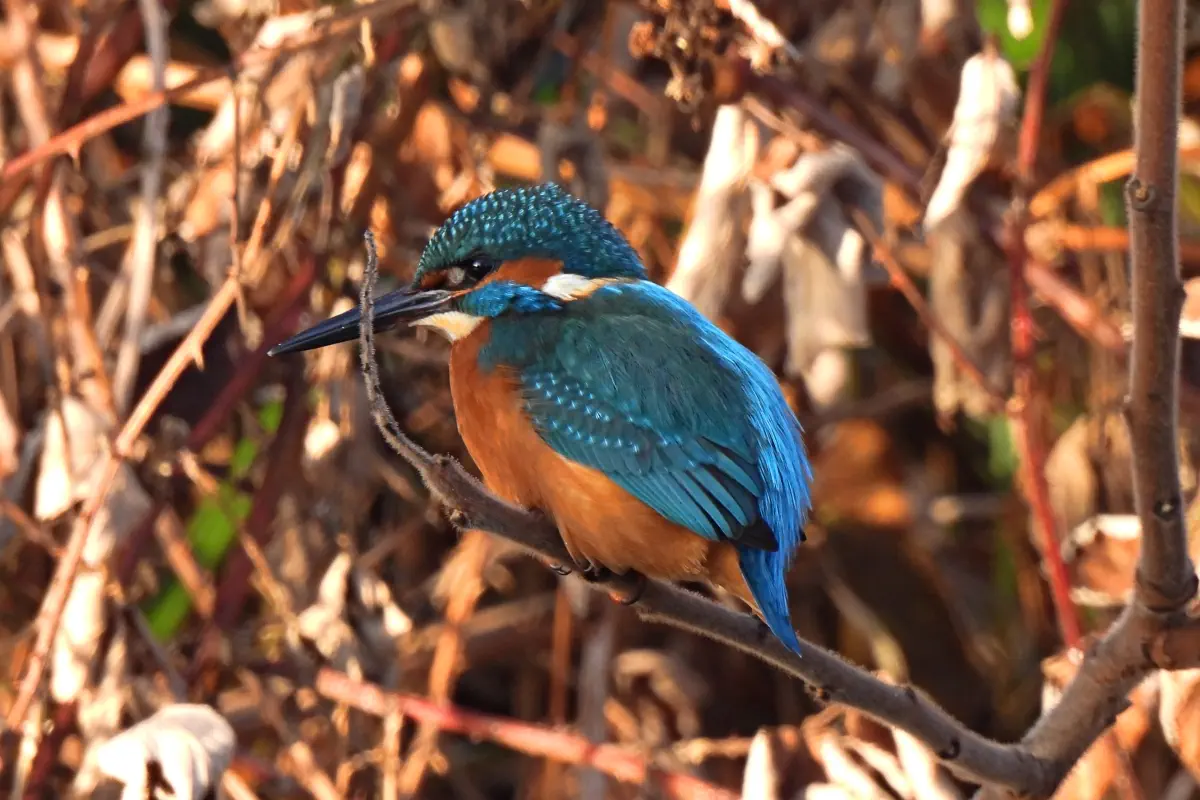 Eisvogel