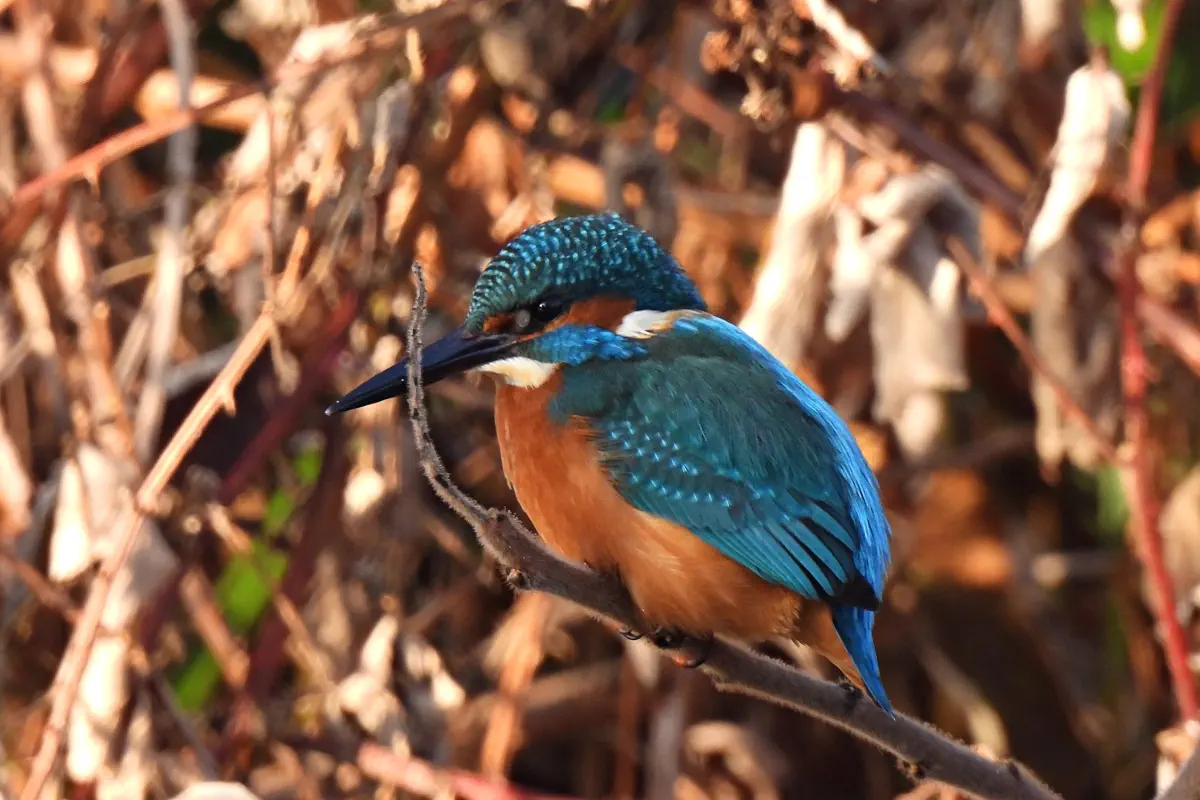 Eisvogel