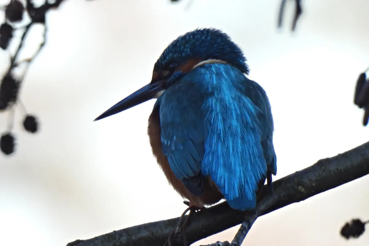 Eisvogel