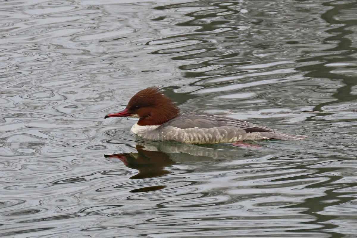 Gänsesäger