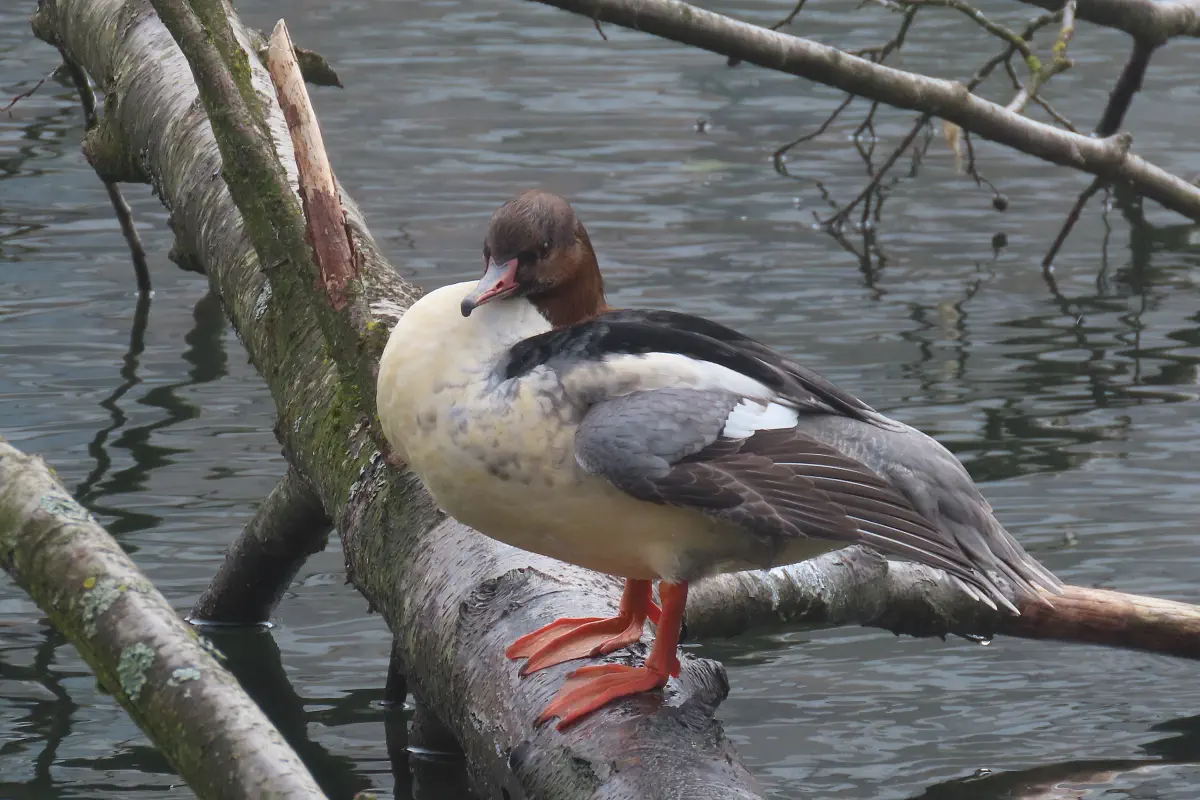 Gänsesäger
