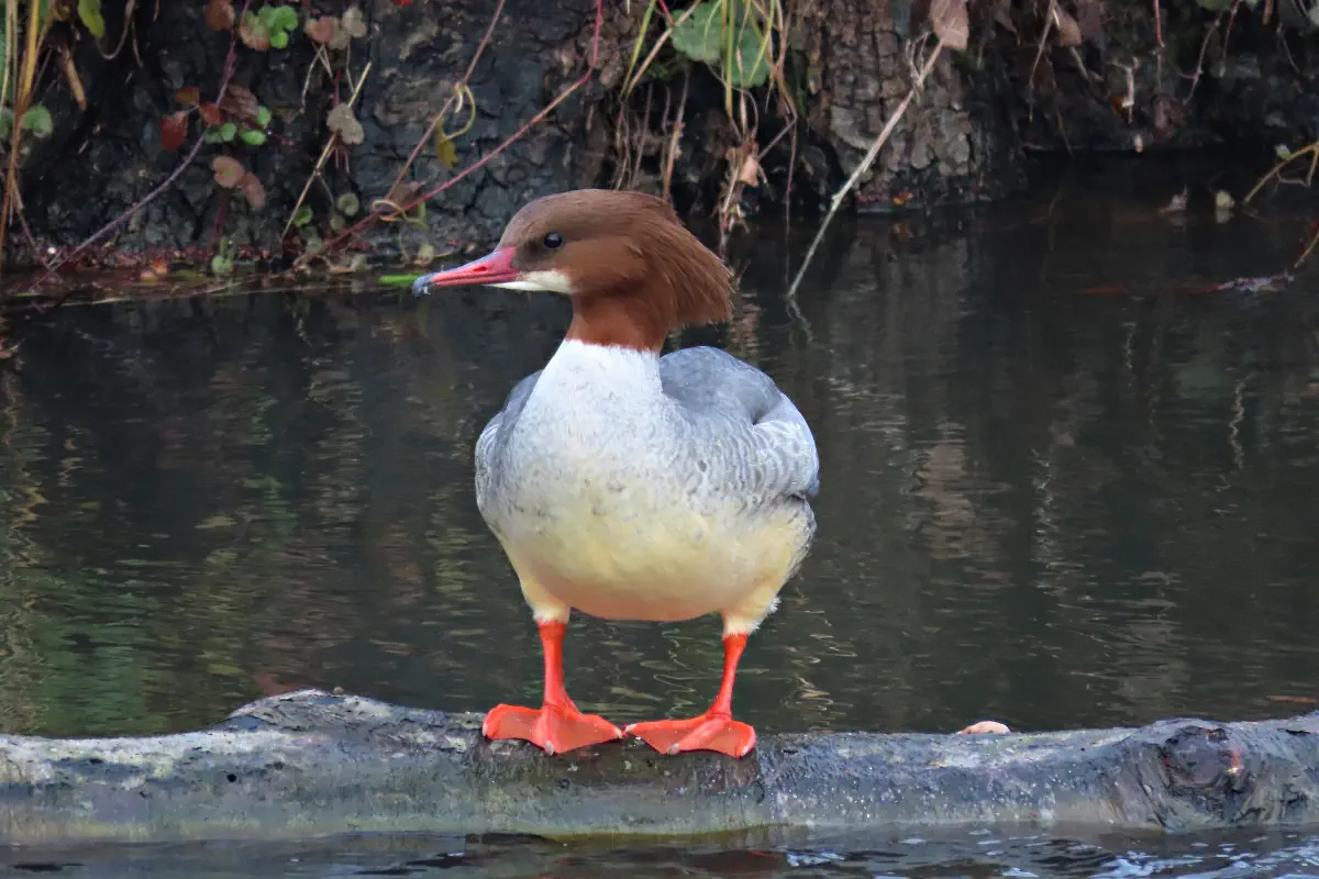 Gänsesäger