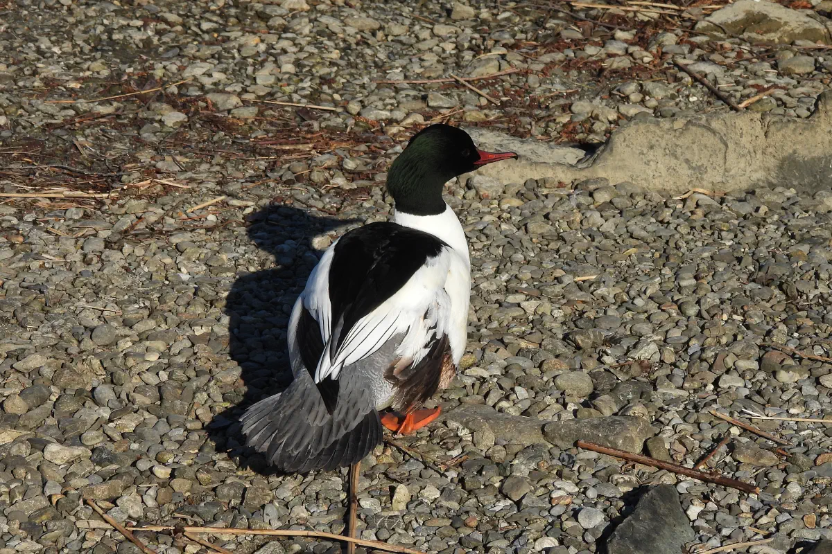 Gänsesäger