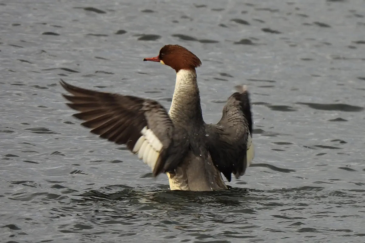 Gänsesäger