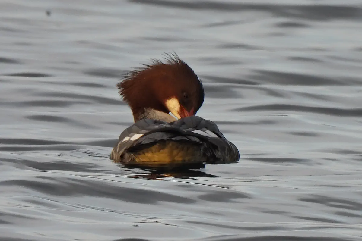 Gänsesäger