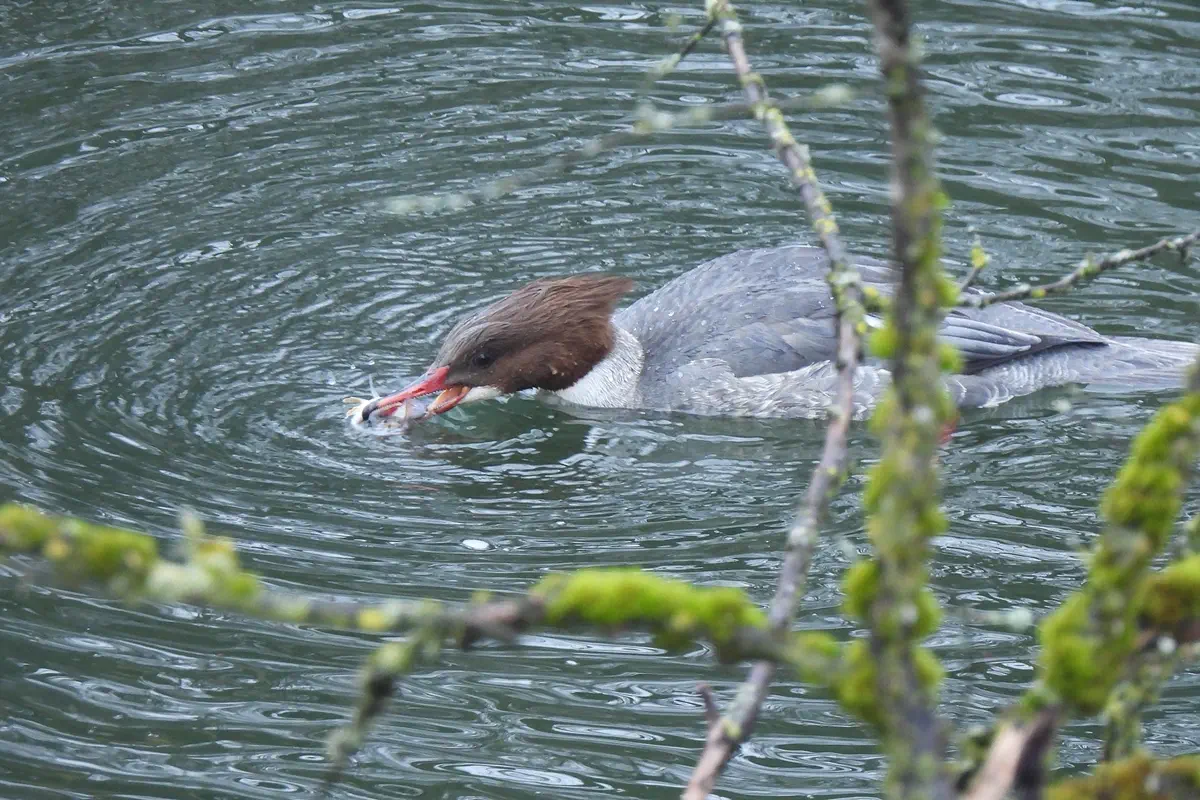 Gänsesäger