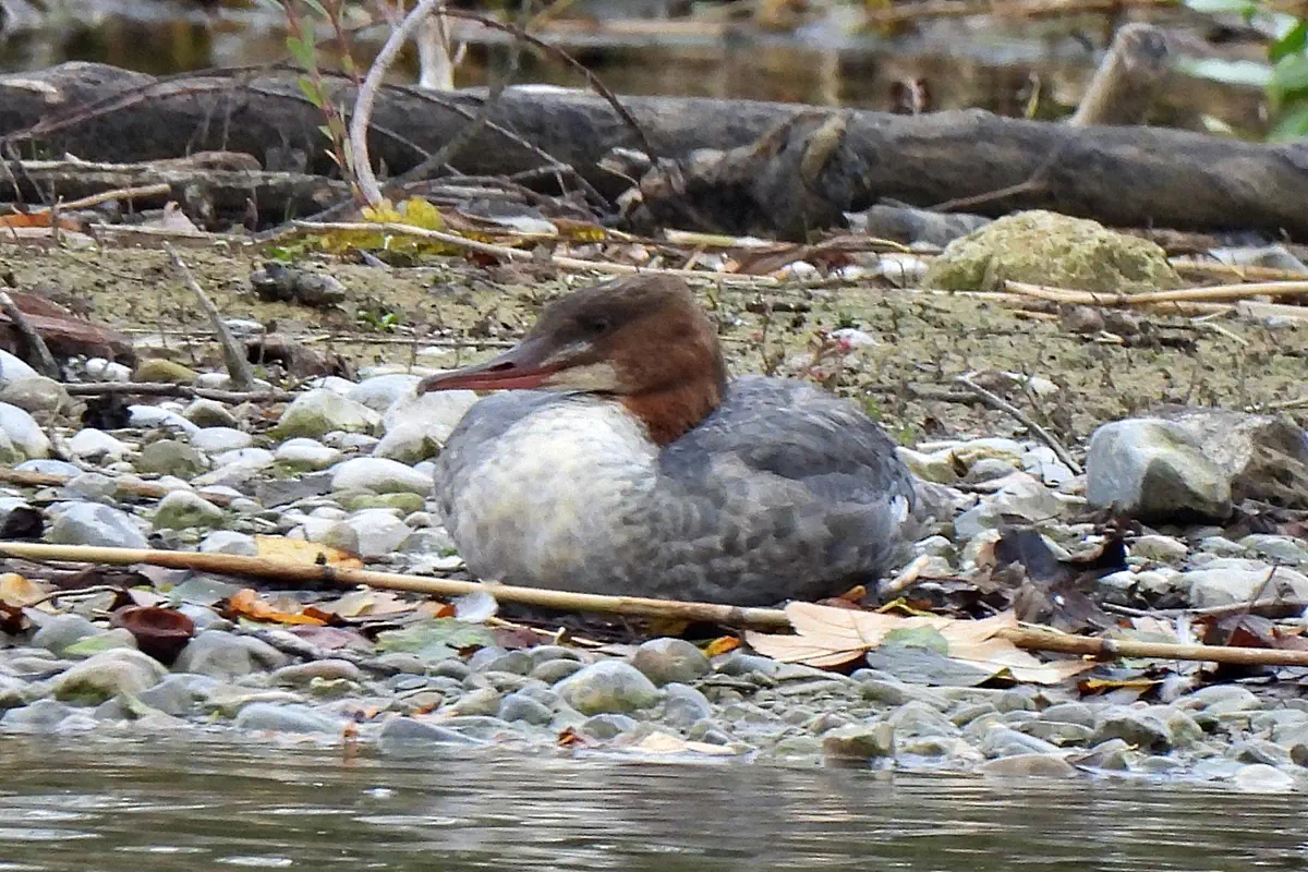 Gänsesäger