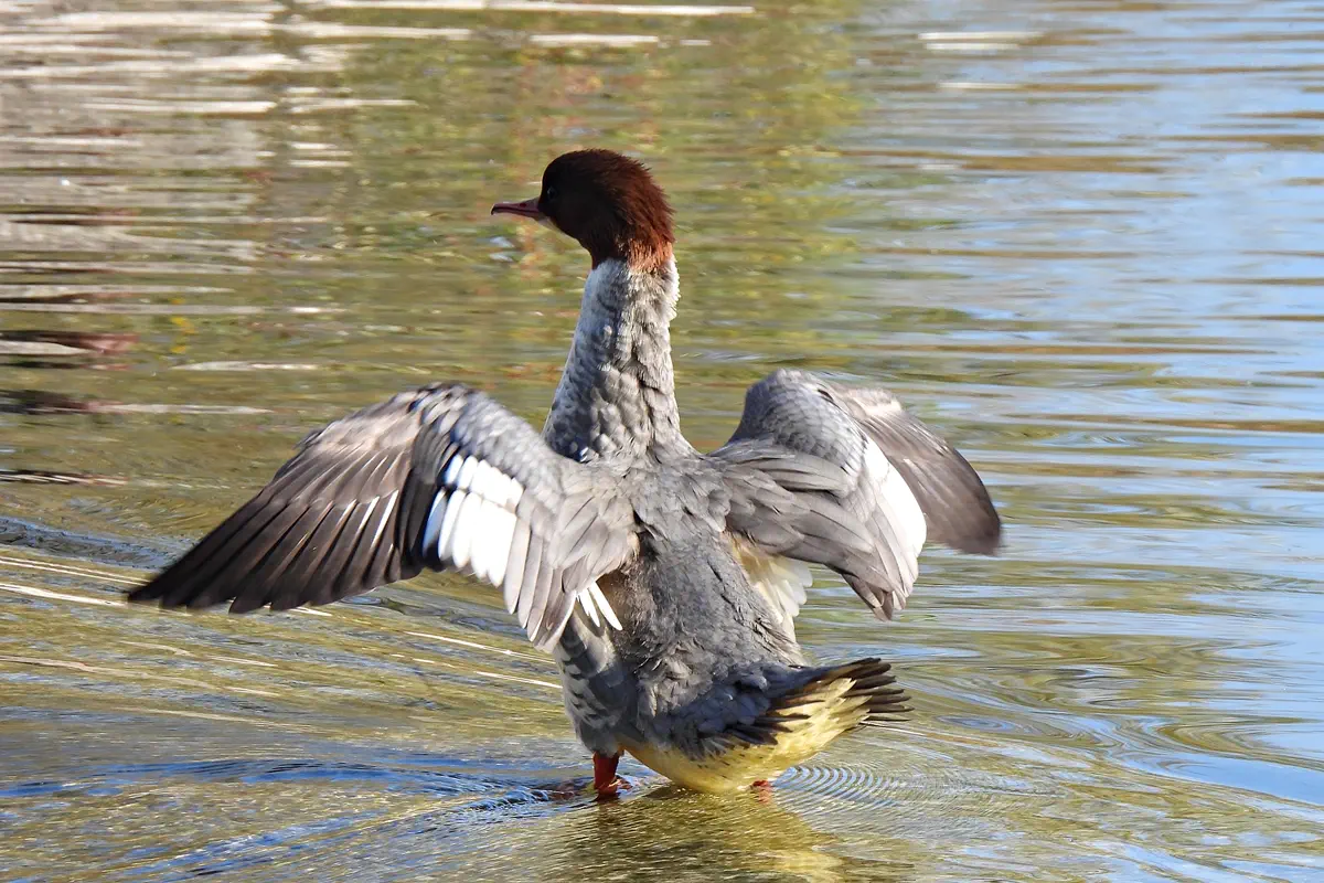 Gänsesäger