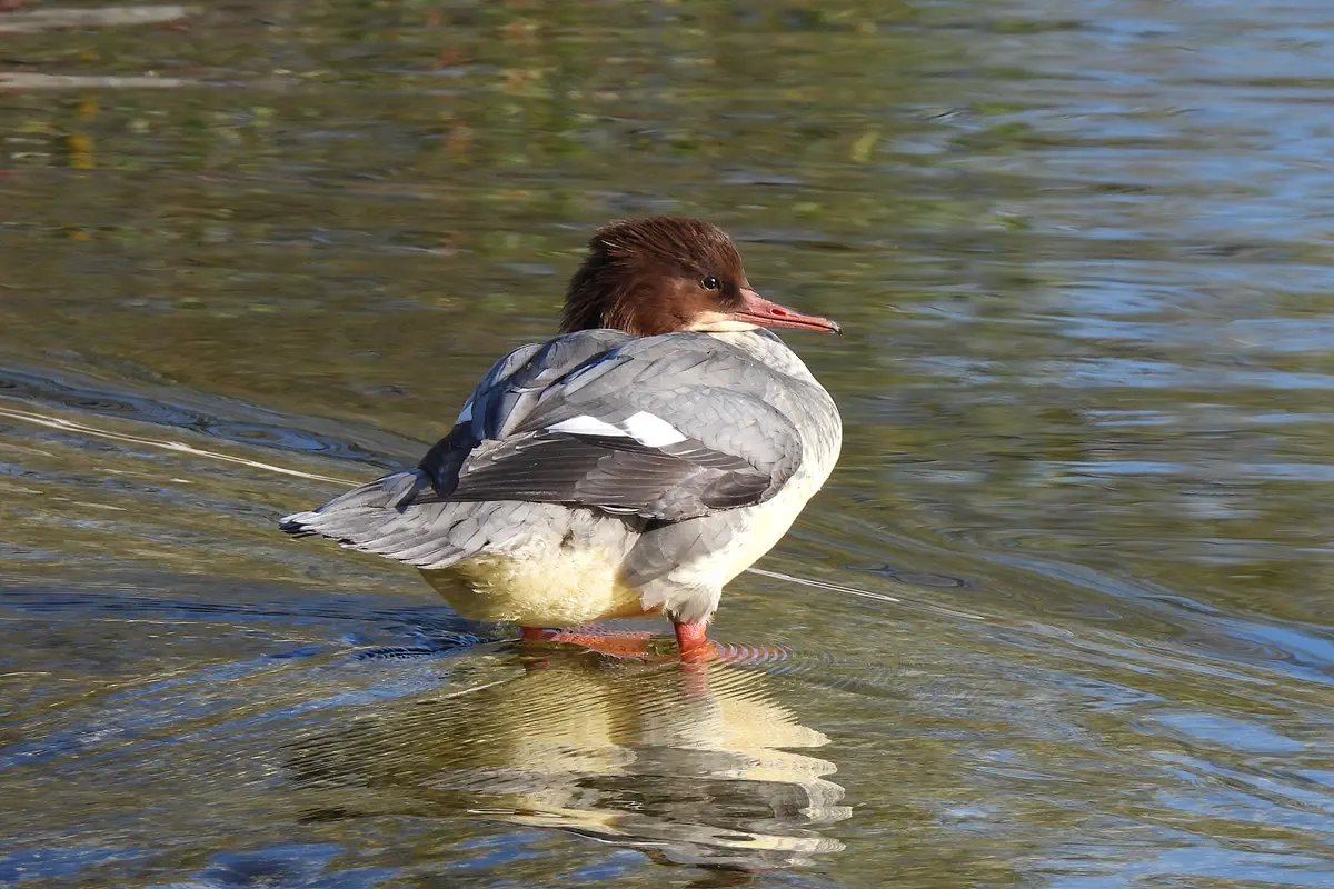 Gänsesäger