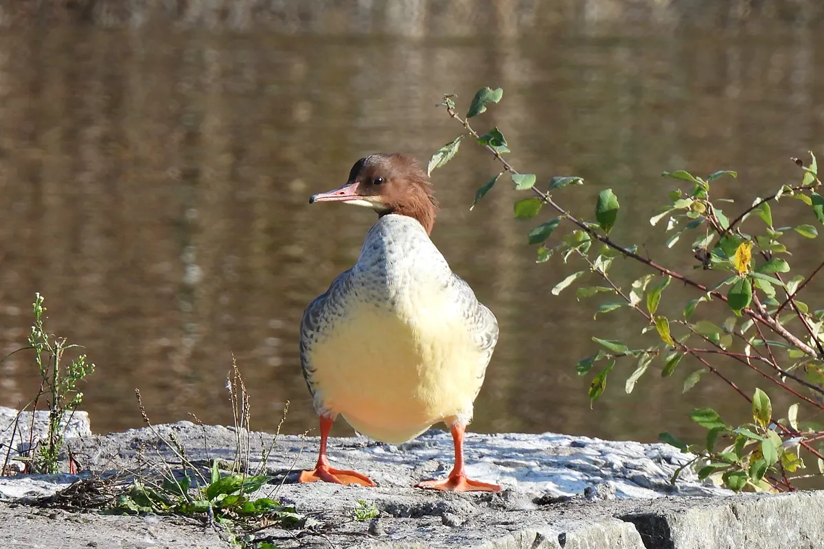 Gänsesäger