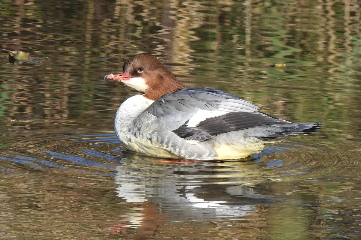 Gänsesäger
