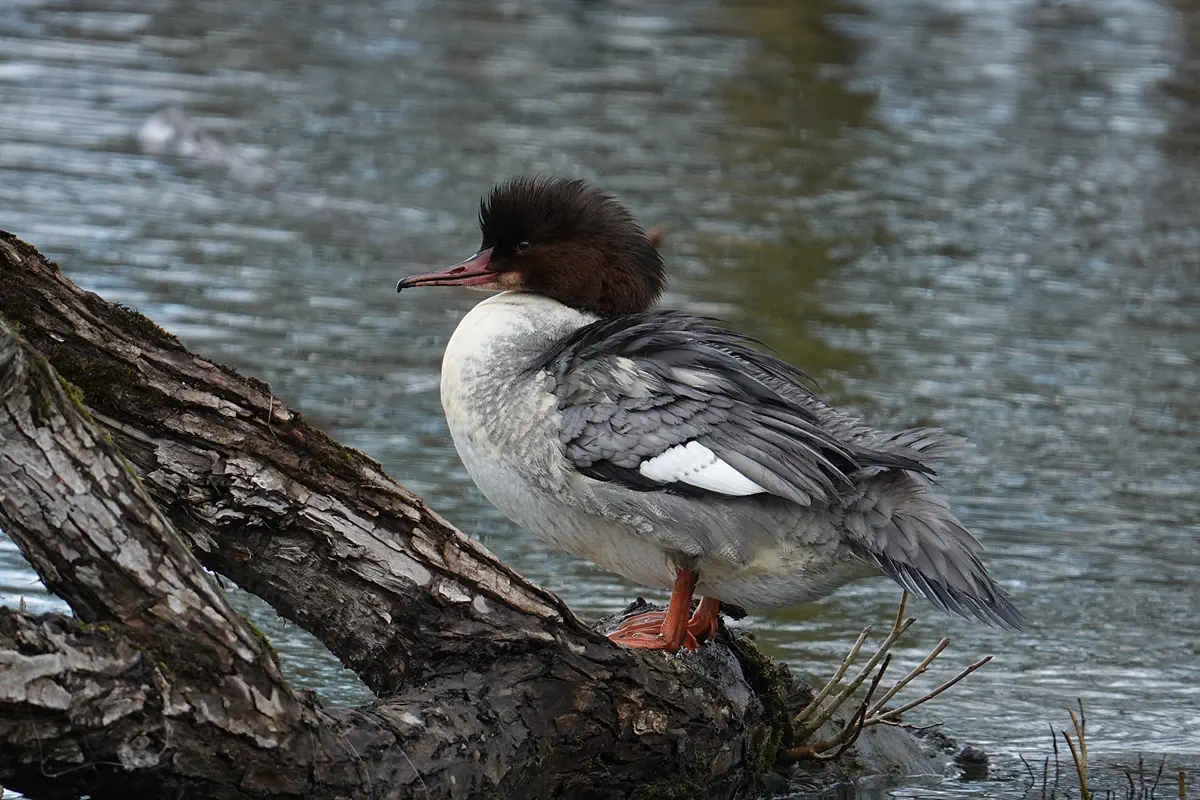 Gänsesäger