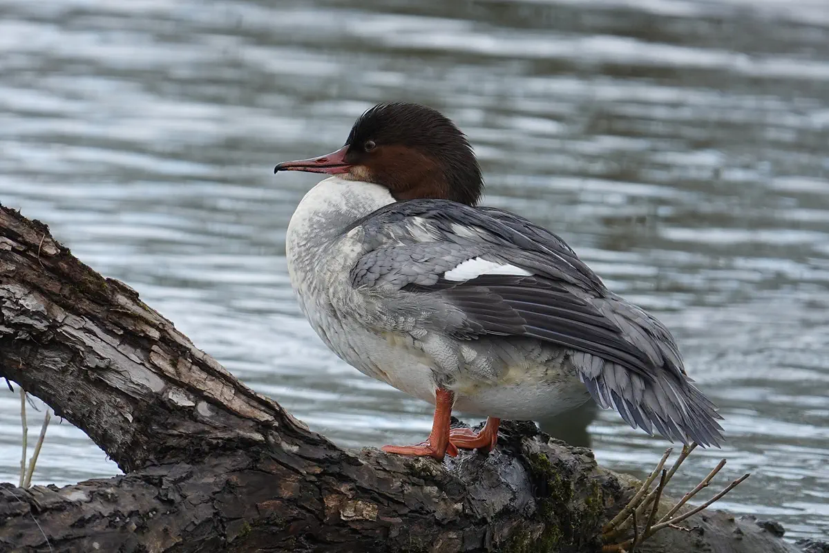 Gänsesäger