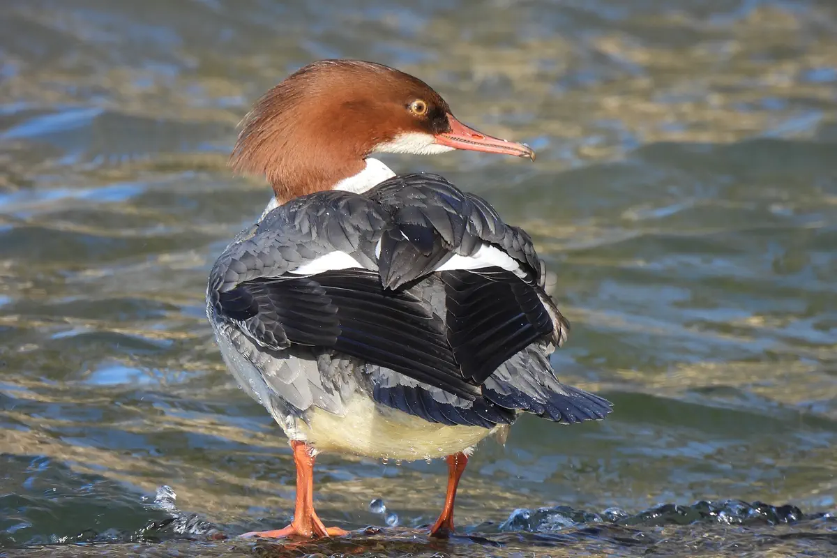 Gänsesäger