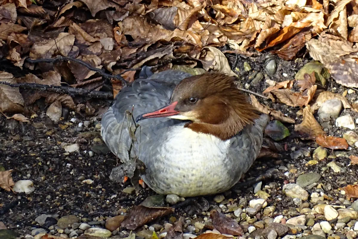 Gänsesäger