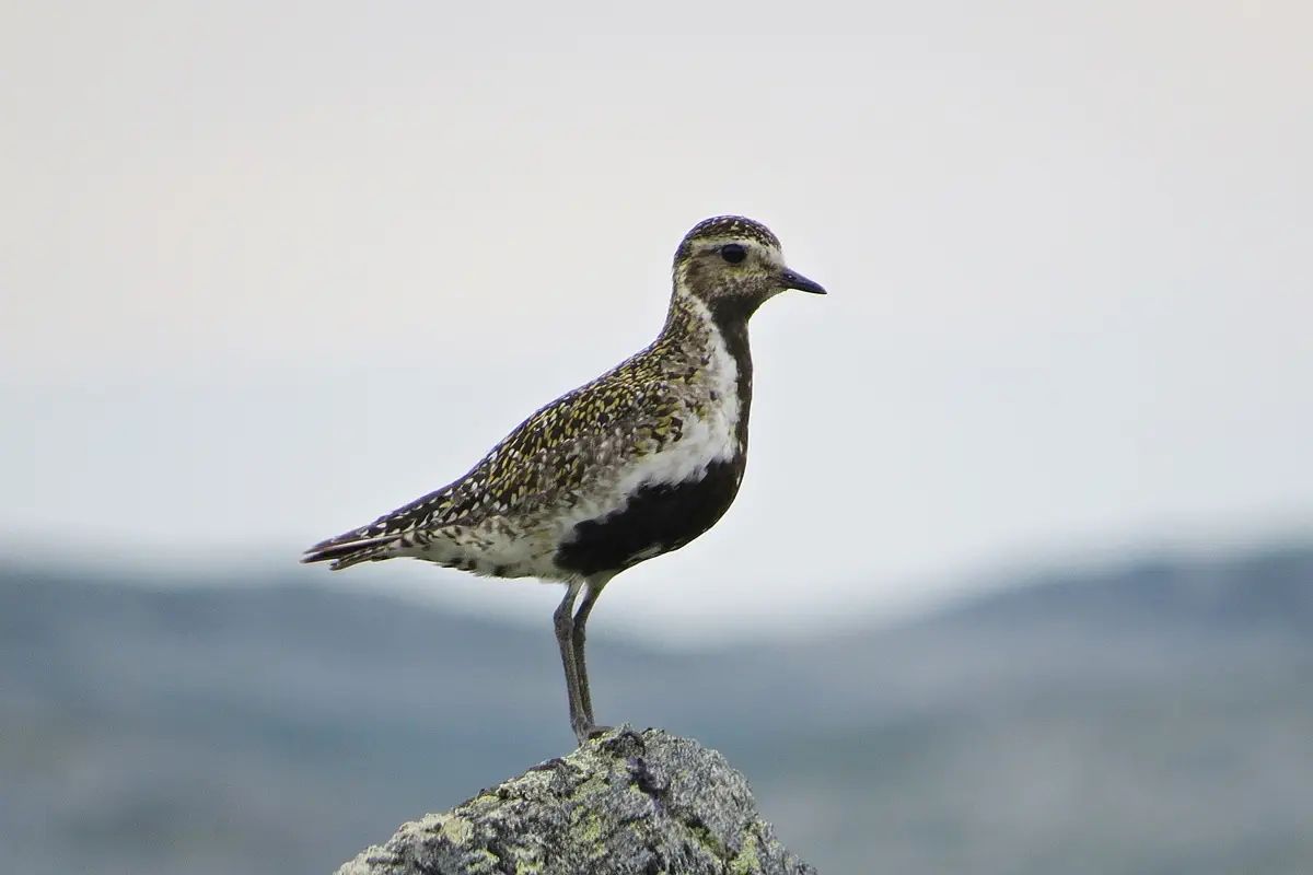 Goldregenpfeifer
