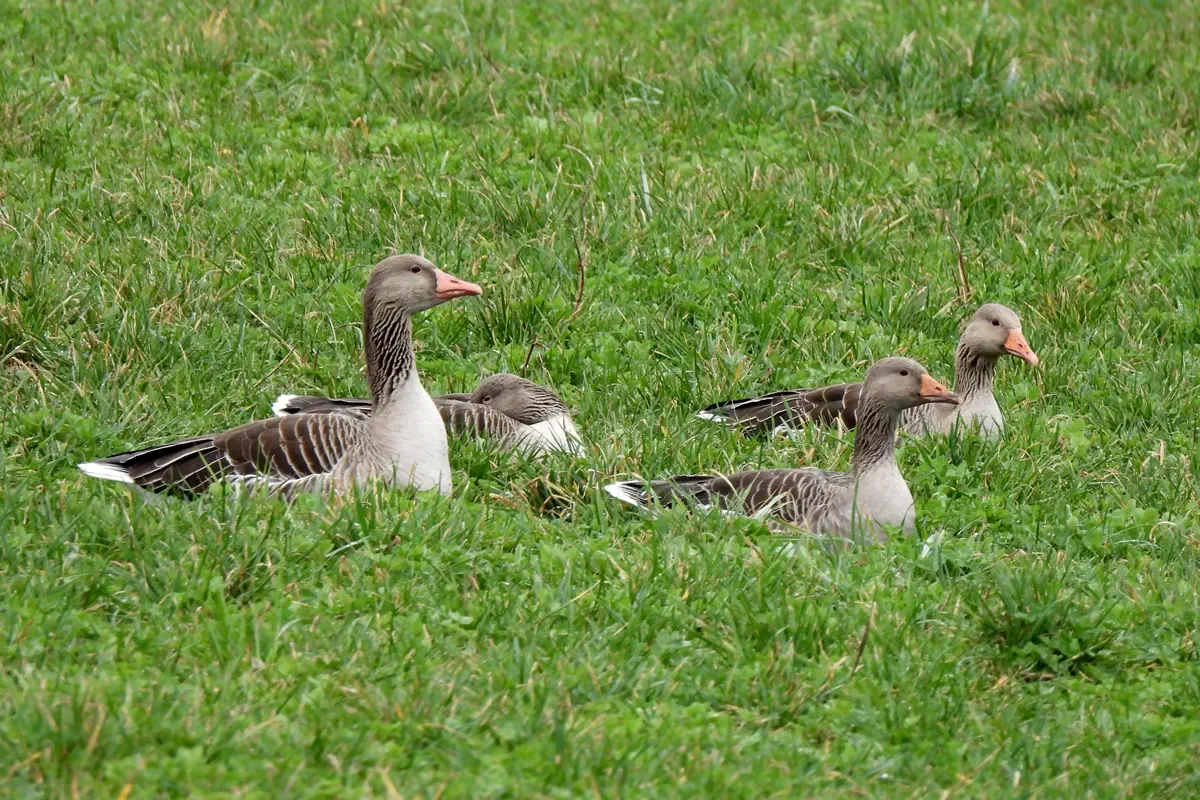 Graugans