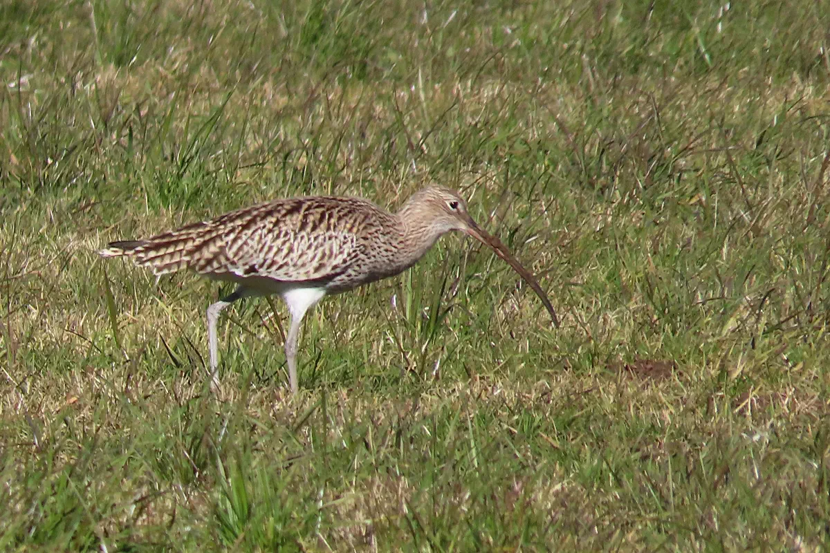 Grosser Brachvogel
