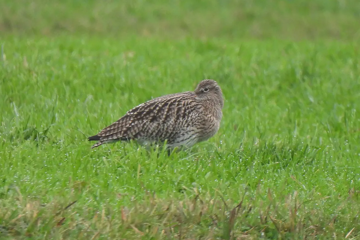Grosser Brachvogel