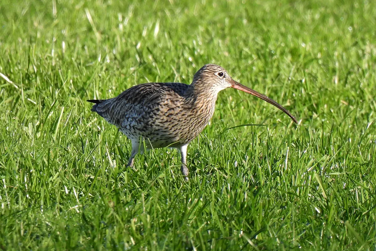 Grosser Brachvogel