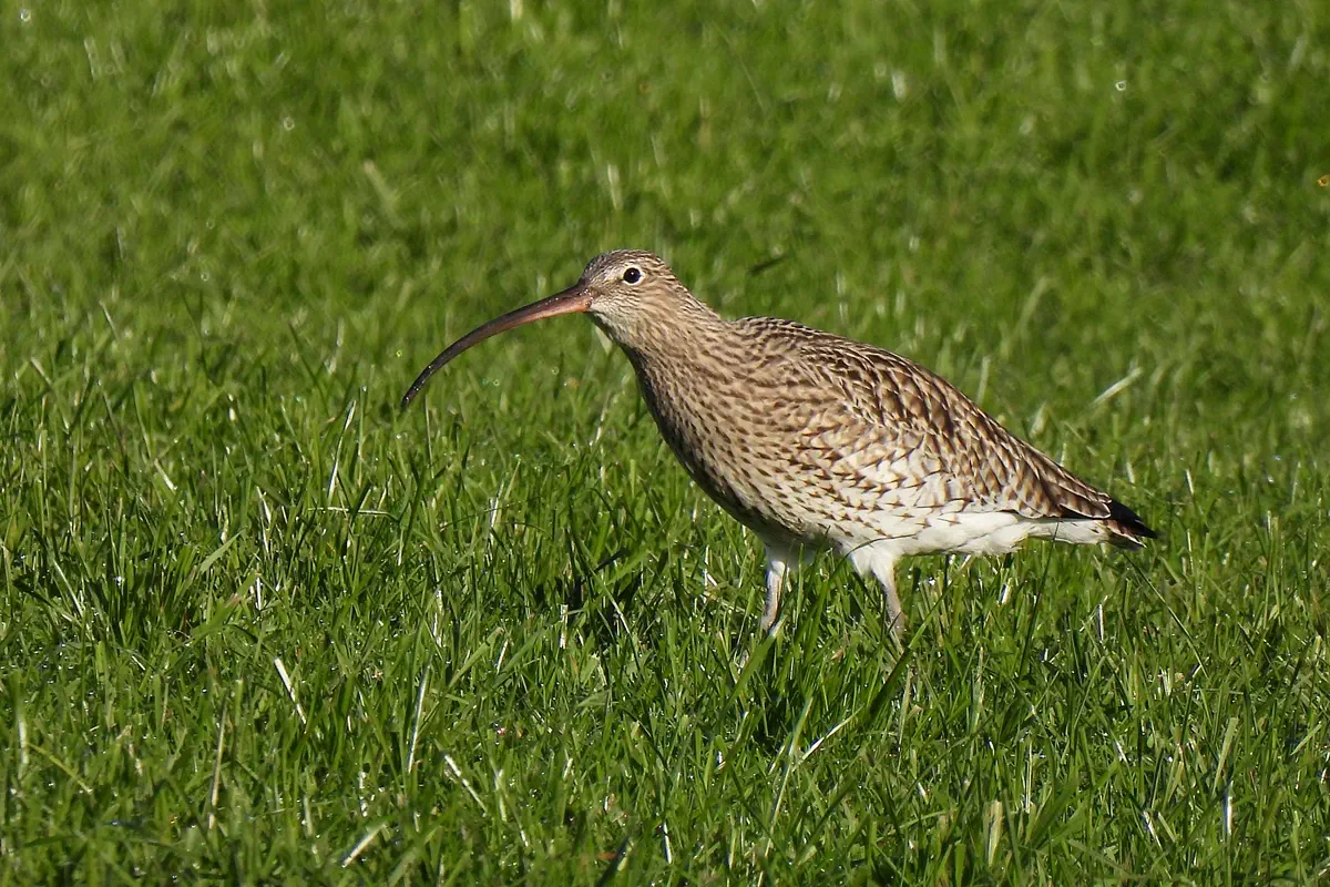 Grosser Brachvogel