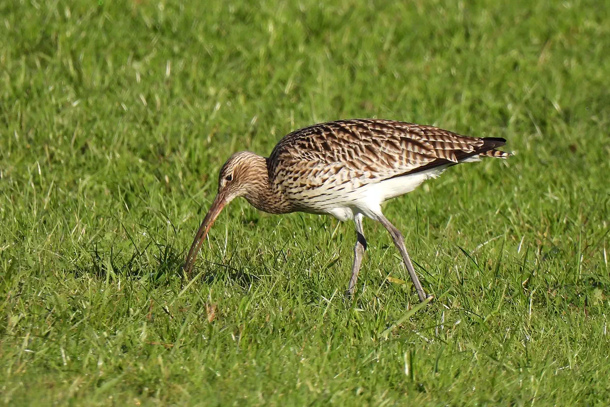 Grosser Brachvogel