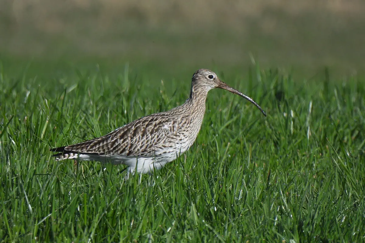 Grosser Brachvogel